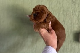 Crveni Cockapoo štenci, Vrbas