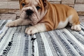 Engleski buldog, Sremska Mitrovica