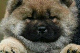Chow Chow Cau Cau Čau Čau, Valjevo