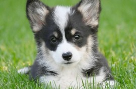 Velški korgi/Welsh Corgi Pembroke, Valjevo