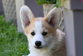 Velški korgi/Welsh Corgi Pembroke, Valjevo