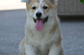 Velški korgi/Welsh Corgi Pembroke, Valjevo