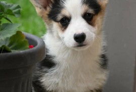 Velški korgi/Welsh Corgi Pembroke, Valjevo