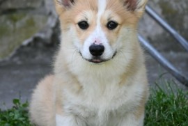 Velški korgi/Welsh Corgi Pembroke, Valjevo