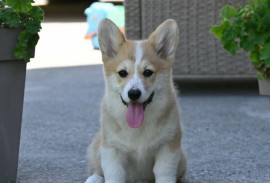 Velški korgi/Welsh Corgi Pembroke, Valjevo