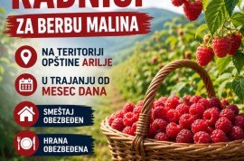 Berba malina, Trešnjevica