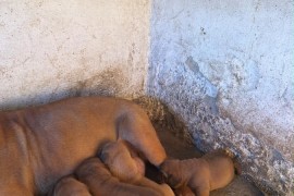 Bordoška Doga prelepi štenci, Prokuplje