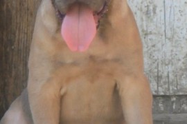 Cane Corso štenci, Vršac