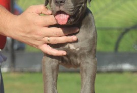 Cane Corso štenci, Vršac