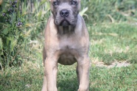 Cane Corso štenci, Vršac