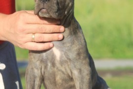 Cane Corso štenci, Vršac