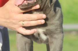Cane Corso štenci, Vršac