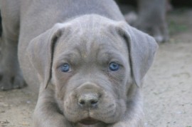 Cane Corso štenci, Vršac