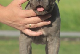 Cane Corso štenci, Vršac