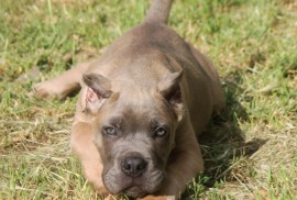 Cane Corso štenci, Vršac