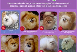 Odgajivačnica Pomeranaca prodaje mlade ženke, Beograd