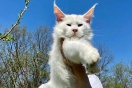Maine Coon mačići, Kućni ljubimci, Mačke i mačići, Kragujevac
