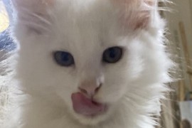 Maine Coon mačići, Kućni ljubimci, Mačke i mačići, Kragujevac