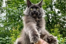 Maine Coon mačići, Kućni ljubimci, Mačke i mačići, Kragujevac