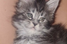Maine Coon mačići, Kućni ljubimci, Mačke i mačići, Kragujevac