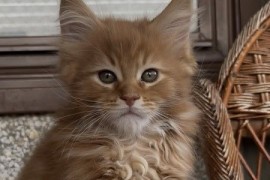 Maine Coon mačići, Kućni ljubimci, Mačke i mačići, Kragujevac