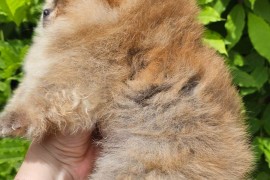 Pomeranac BOO medvedići, Pomeranski Špic štenci, Loznica
