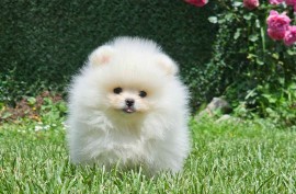 Pomeranac BOO medvedići, Pomeranski Špic štenci, Loznica