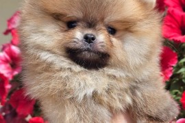 Pomeranac BOO medvedići, Pomeranski Špic štenci, Loznica