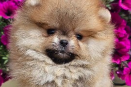 Pomeranac BOO medvedići, Pomeranski Špic štenci, Loznica
