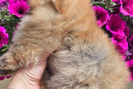 Pomeranac BOO medvedići, Pomeranski Špic štenci, Loznica