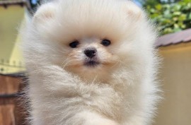 Pomeranac BOO medvedići, Pomeranski Špic štenci, Loznica