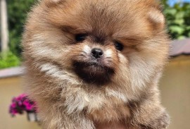 Pomeranac BOO medvedići, Pomeranski Špic štenci, Loznica