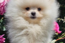 Pomeranac BOO medvedići, Pomeranski Špic štenci, Loznica