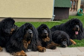 Tibetski mastif, štenci, Gornji Milanovac