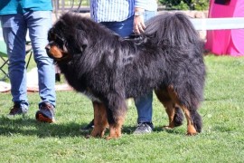 Tibetski mastif, štenci, Gornji Milanovac