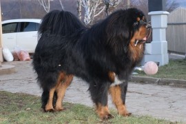 Tibetski mastif, štenci, Gornji Milanovac