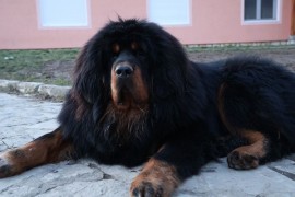 Tibetski mastif, štenci, Gornji Milanovac