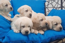Labrador štenci , Irig