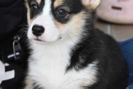 Velski korgi Welsh Corgi Pembroke, Valjevo