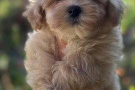 Maltipoo vrhunske genetike, Vrbas