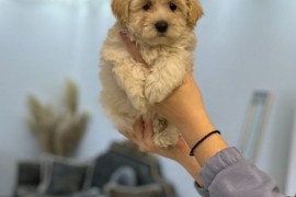 Maltipoo vrhunske genetike, Vrbas