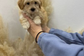 Maltipoo vrhunske genetike, Vrbas