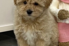 Maltipoo vrhunske genetike, Vrbas