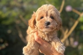 Maltipoo vrhunske genetike, Vrbas