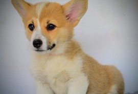 Velški Corgi Pembrok prelepi štenci, Kragujevac