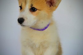 Velški Corgi Pembrok prelepi štenci, Kragujevac