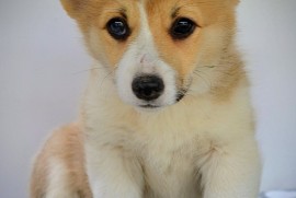 Velški Corgi Pembrok prelepi štenci, Kragujevac