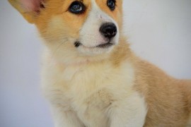 Velški Corgi Pembrok prelepi štenci, Kragujevac