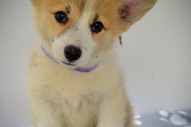 Velški Corgi Pembrok prelepi štenci, Kragujevac