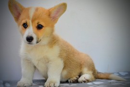 Velški Corgi Pembrok prelepi štenci, Kragujevac